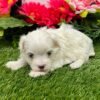 Riley - Image 7