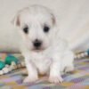 Bella - Image 5