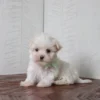 Rockie - Image 5